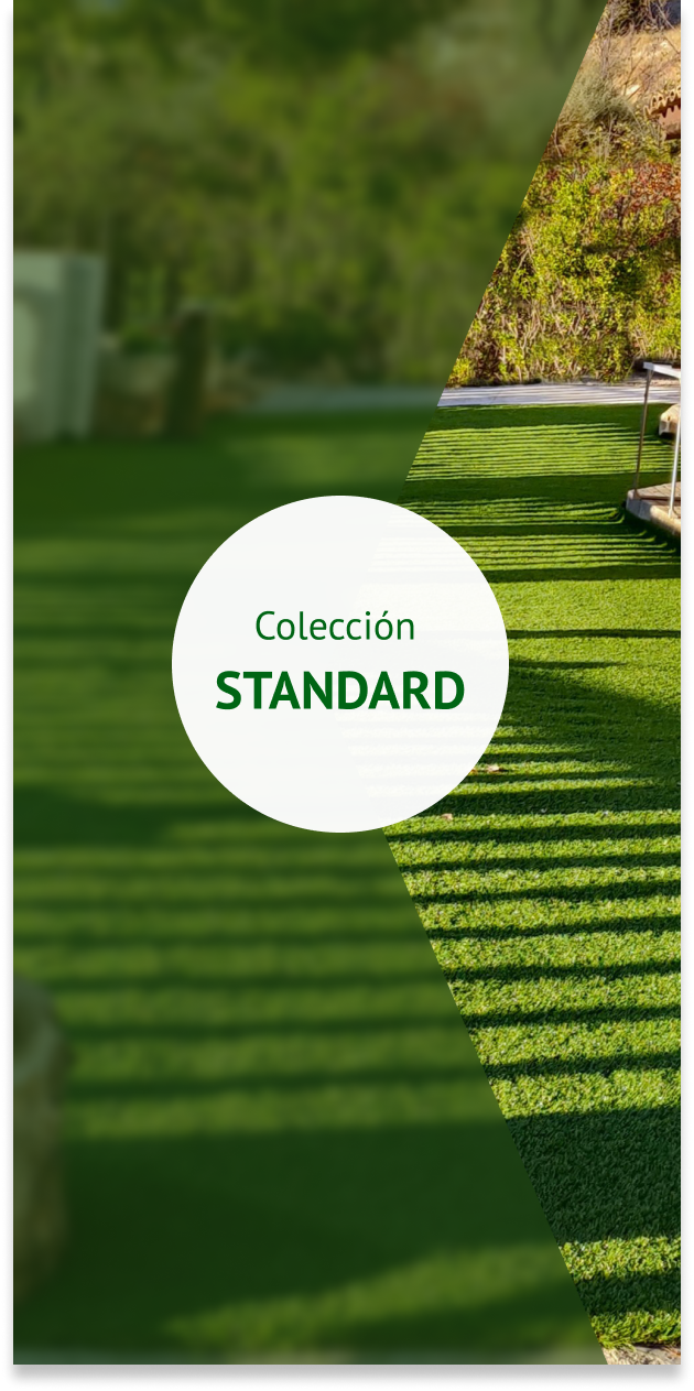 Colección Standard 2025